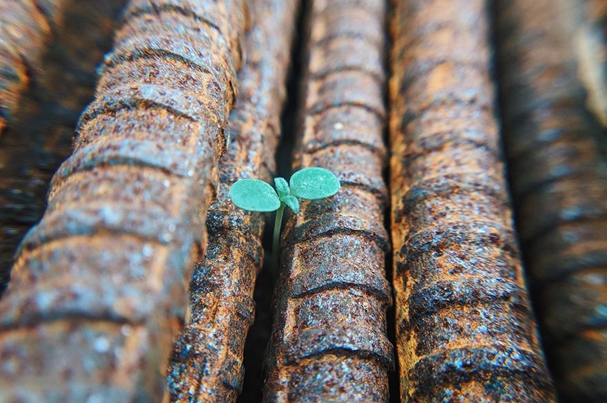 Image showing growth of a new plant between metal piping