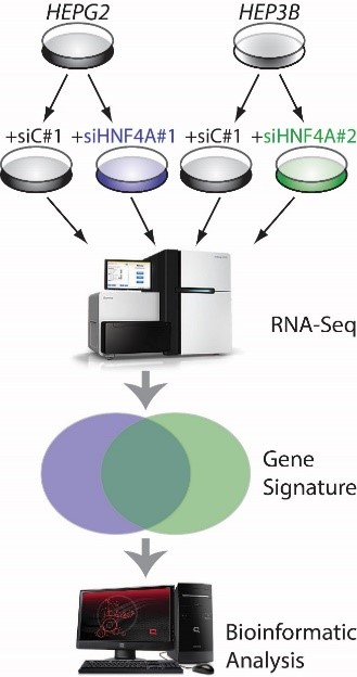 Transcription factors in liver cancer image table
