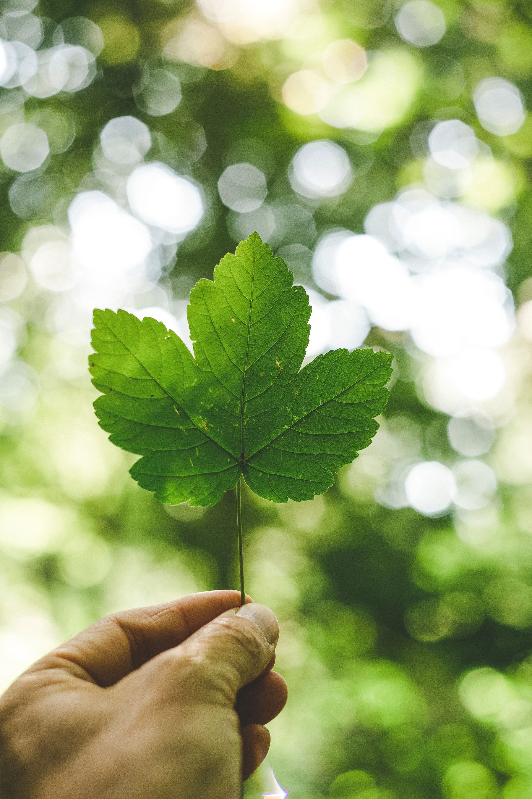 leaf image