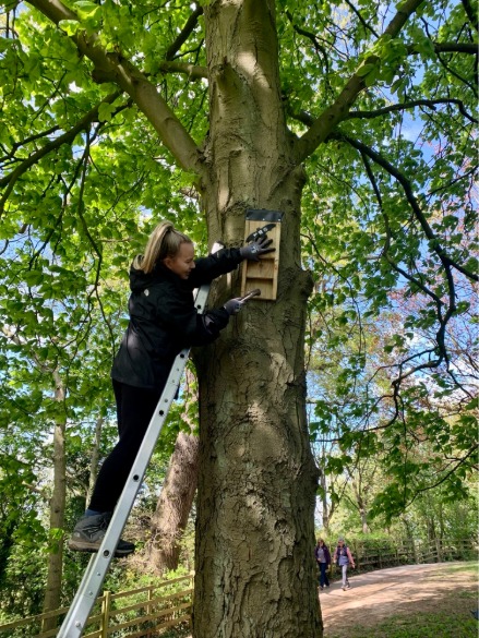 Image of Biodiversity Conservation alumni Jemma Maguire installing a Bat box.