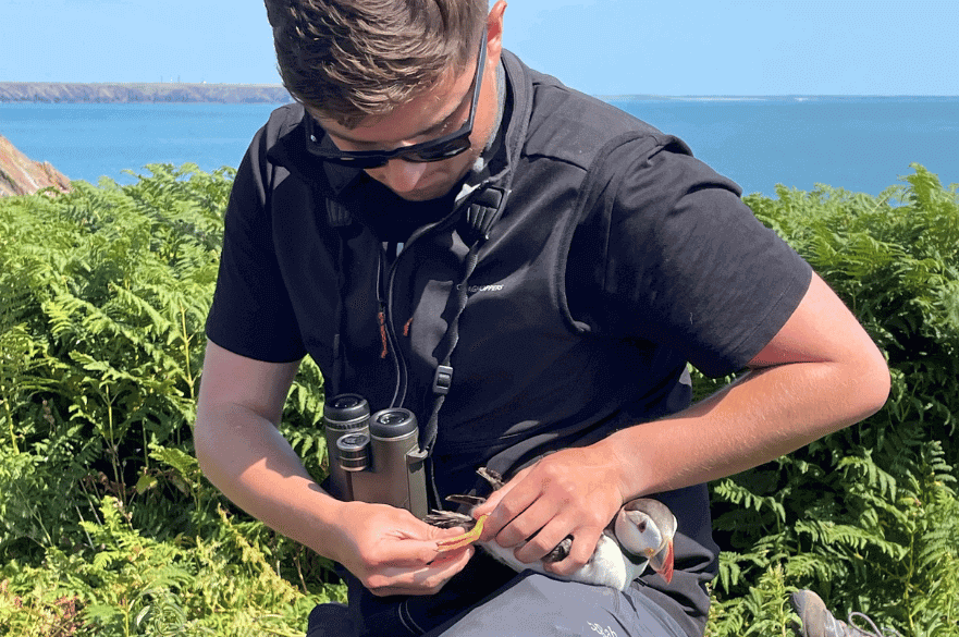 Picture of BSc (Hons) Ecology and Conservation alumnus ringing a puffin