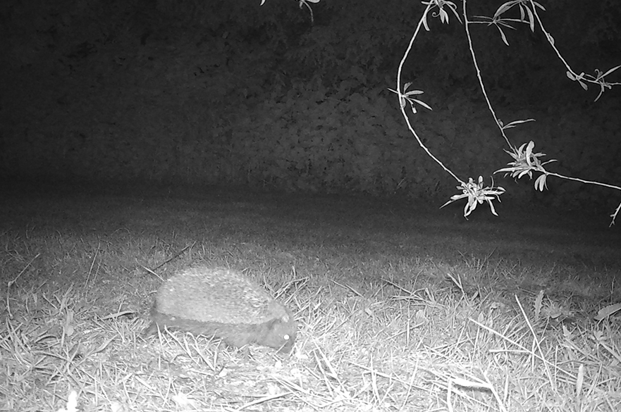 A hedgehog in the dark