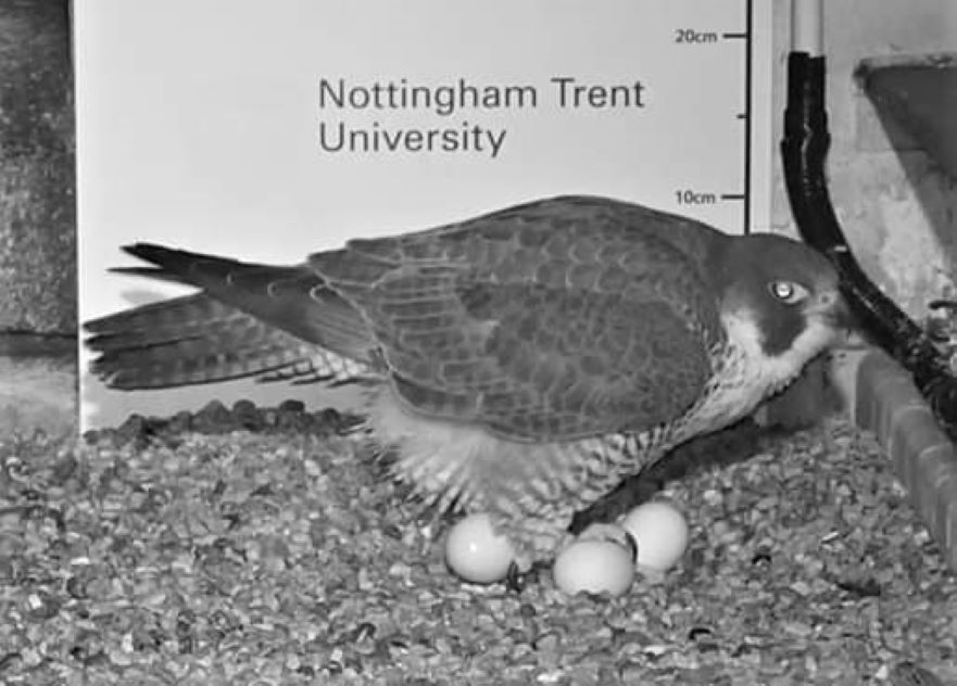Peregrine falcon with 3 eggs night shot