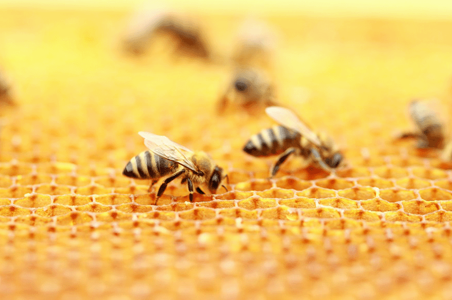 Honeybees in the hive