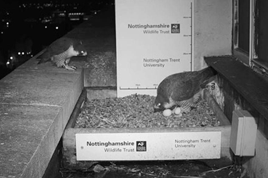 Peregrine falcons, P9 and Archie, taking care of the falcon eggs