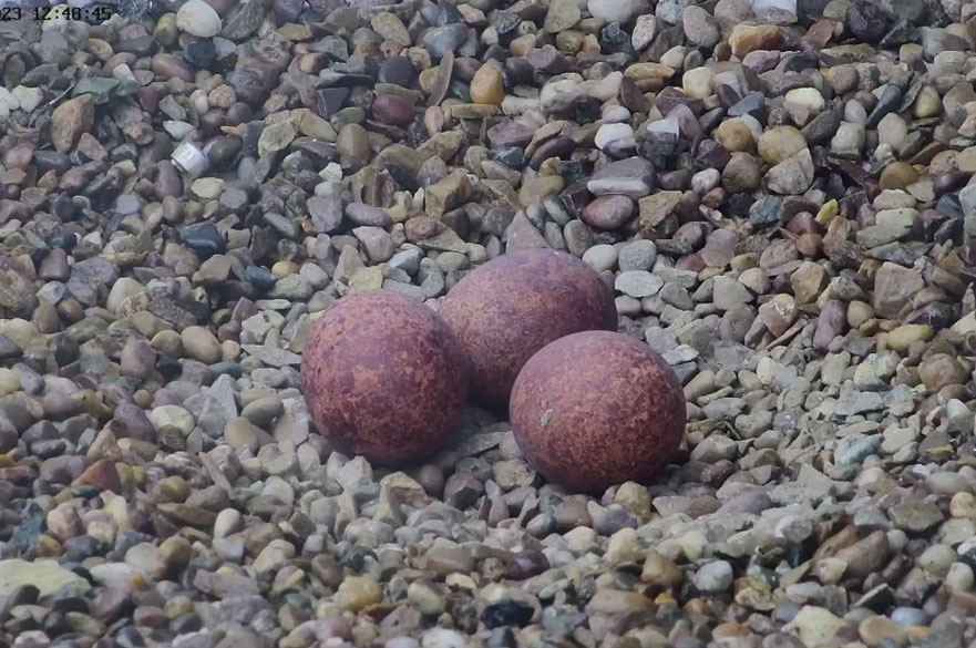 Three peregrine falcon eggs