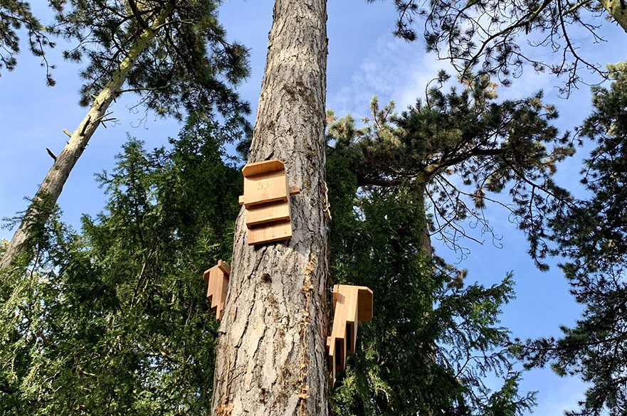 a bat box high up a tree
